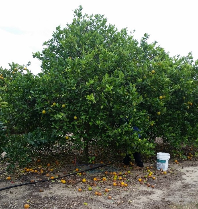 Orange Tree